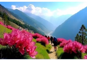 Hiking Southern Gansu Through Rhododendron Forests