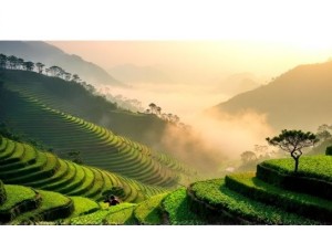 How Tea Leaves Shape Rural Life in Fujian