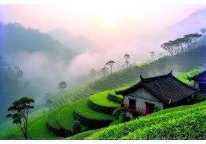Zhejiang Tea Villages Steeped in Tradition and Mist
