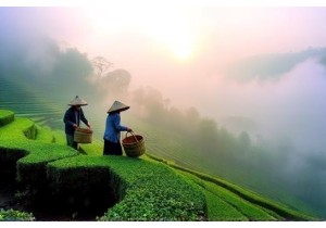 Following Tradition at a Hangzhou Tea Plantation