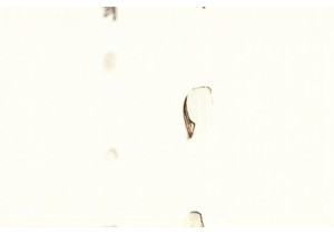 The Art of Tradition: Learning Calligraphy and Ink Painting in Beijing