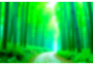 Discover Bamboo Forest Paths in Southern China